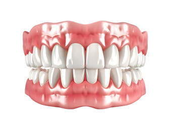 Set of artificial human teeth, dental model for medical use. Isolated on a transparent background