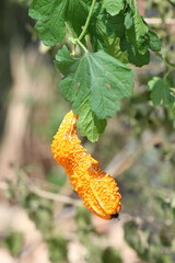 Momordica charantia  fruit hanging on the ivy