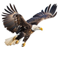 Obraz premium A majestic bald eagle soaring gracefully through a clear sky, showcasing its impressive wingspan and sharp features as it hunts for prey