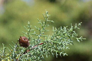 close up of seed cones of Arizona cypress