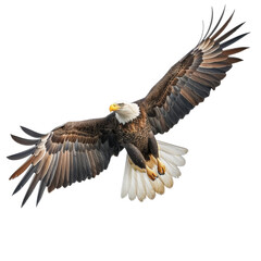 Fototapeta premium A majestic bald eagle soars through the clear blue sky, showcasing its impressive wingspan and striking feather patterns in mid-flight