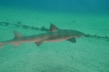 Shark Scramble only 2 hours away from TOKYO. World famous shark scuba diving in ITO, Chiba Japan.