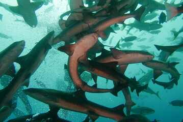 Shark Scramble only 2 hours away from TOKYO. World famous shark scuba diving in ITO, Chiba Japan.