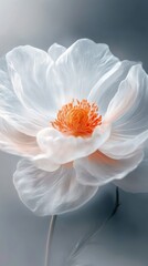 White poppy flower close-up with soft petals and orange center