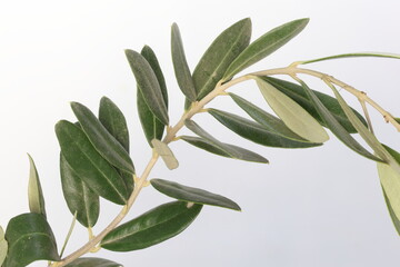 olive branch isolated on white background