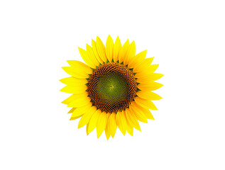 sunflower isolated on white background. transparent background