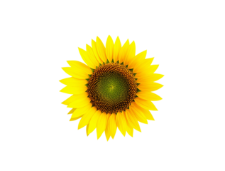 sunflower isolated on white background. transparent background