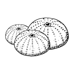 Line Sea urchin shell colony black and white vector illustration of Mediterranean animal in simple style. Test skeleton of seabed fossil hand drawn ink sketch