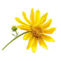 Obraz premium Bright yellow flower with long petals and a small bud resting on a white surface, illuminated softly in natural light