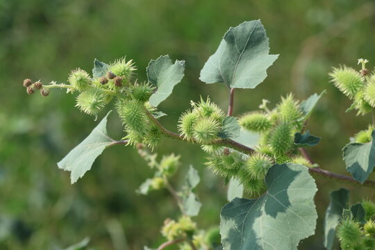 xanthium strumarium (rough cocklebur) is a species of annual plants of the family Asteraceae