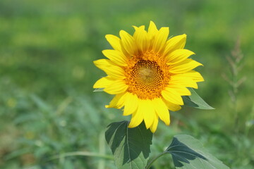 close up of ripening sunflower