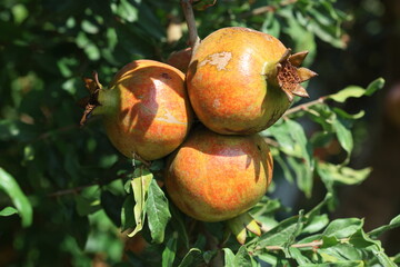 ripening pomegranates on the tree