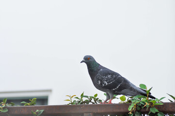dove or Columba livia or Columbidae or pigeon, pigeon on the fence