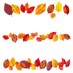 Colorful autumn leaves arranged creatively on transparent background showcasing fall's vibrant hues and textures, perfect for seasonal decor inspiration