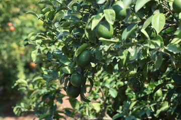 ripening green lemons on the tree