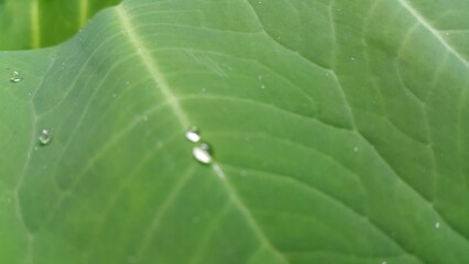 Very beautiful textured plant leaves background.