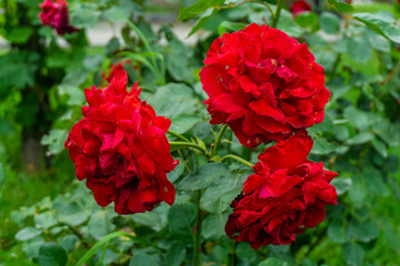 Red roses with stem and leaves illuminated by sunlight. Blurred green bushes in the background
