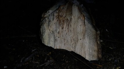 The texture of wood that has been eaten by termites.