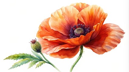 floral, botanical, red, nature, natural, The stock photo features a detailed watercolor rendering of a poppy flower against a white background captured from a low angle perspective
