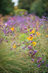 Autumn flowers in the garden. Floral background