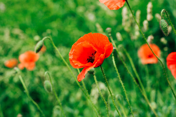 Red poppy flowers in the garden close-up