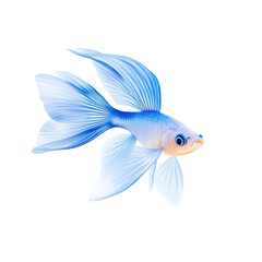 Fototapeta premium A vibrant blue goldfish swimming gracefully, showcasing its delicate fins and bright colors, perfect for aquatic-themed designs.