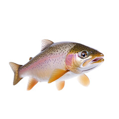 Vibrant rainbow trout with striking colors, perfect for nature and fishing-themed projects.