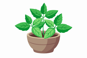 Monstera plant in pot vector illustration