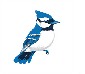 blue jay on a branch