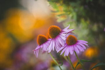 purple coneflower Echinacea purpurea amazing flower in summer garden, Garden-Inspired Wallpaper or Desktop Background
