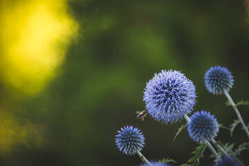 Garden summer theme - Globe thistle Echinops ritro amazing blue flowers Floral Pattern for Nature-Themed Decoration, Vibrant blue balls for Garden-Inspired