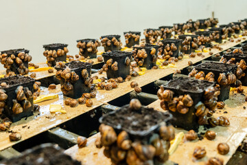 View on stands with many snails on farm