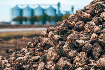 Sugar beet pile after harvest