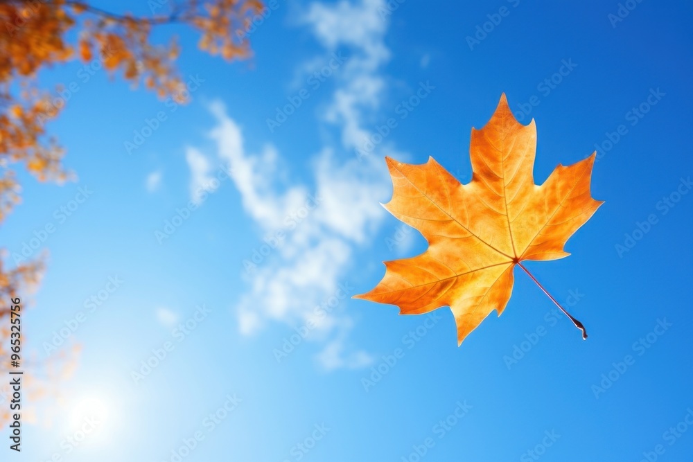 Canvas Prints autumn leaf sky outdoors.