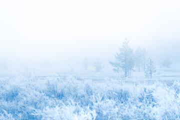 Frost-covered trees and grass in winter forest at foggy sunrise. Beautiful winter landscape.