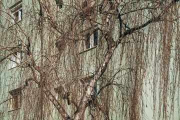 Old residential building behind the bare birch tree branches