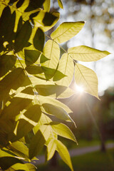 Vertical shot of green leaves illuminated by sunrays in park