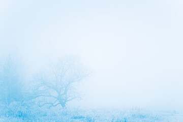 Frost-covered trees and grass in winter forest at foggy sunrise. Beautiful winter landscape.