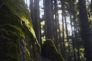 Ancient Stones and Moss in a Sunlit European Grove