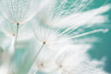 White dandelion in a forest at sunset. Abstract summer nature background