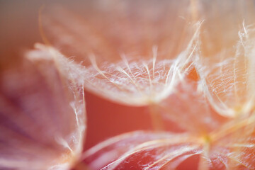 White dandelion in a forest at sunset. Abstract summer nature background.