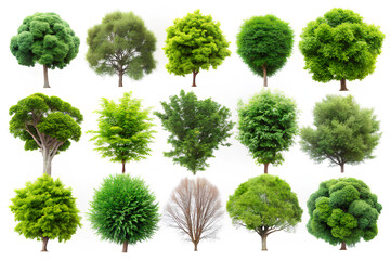 Set of Difference Trees. isolated on White 