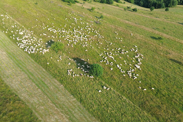 Obraz premium Sheep grazing on grass hill seen from above