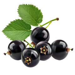 Fresh black currants with green leaves arranged artistically on a transparent background in natural light