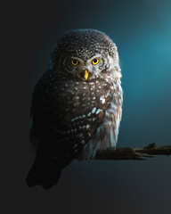 Pygmy owl Glaucidium passerinum little owl natural dark forest north parts of Poland Europe moody dark portrait little bird