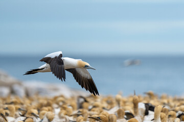 Cape gannet (Morus capensis) colony with adult bird in flight . Bird Island, Lambert's Bay, Western Cape, South Africa.