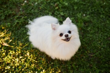 Portrait of snow white Pomeranian dog looking at camera while sitting on fresh cut grass