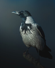 Bird - moody portrait Hooded crow Corvus cornix in amazing dark blurred background Poland Europe