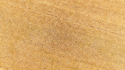 Sunlit Wheat Field with Harvest-Ready Crops