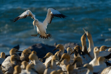 Cape gannet (Morus capensis) colony with adult bird in flight . Bird Island, Lambert's Bay, Western Cape, South Africa.